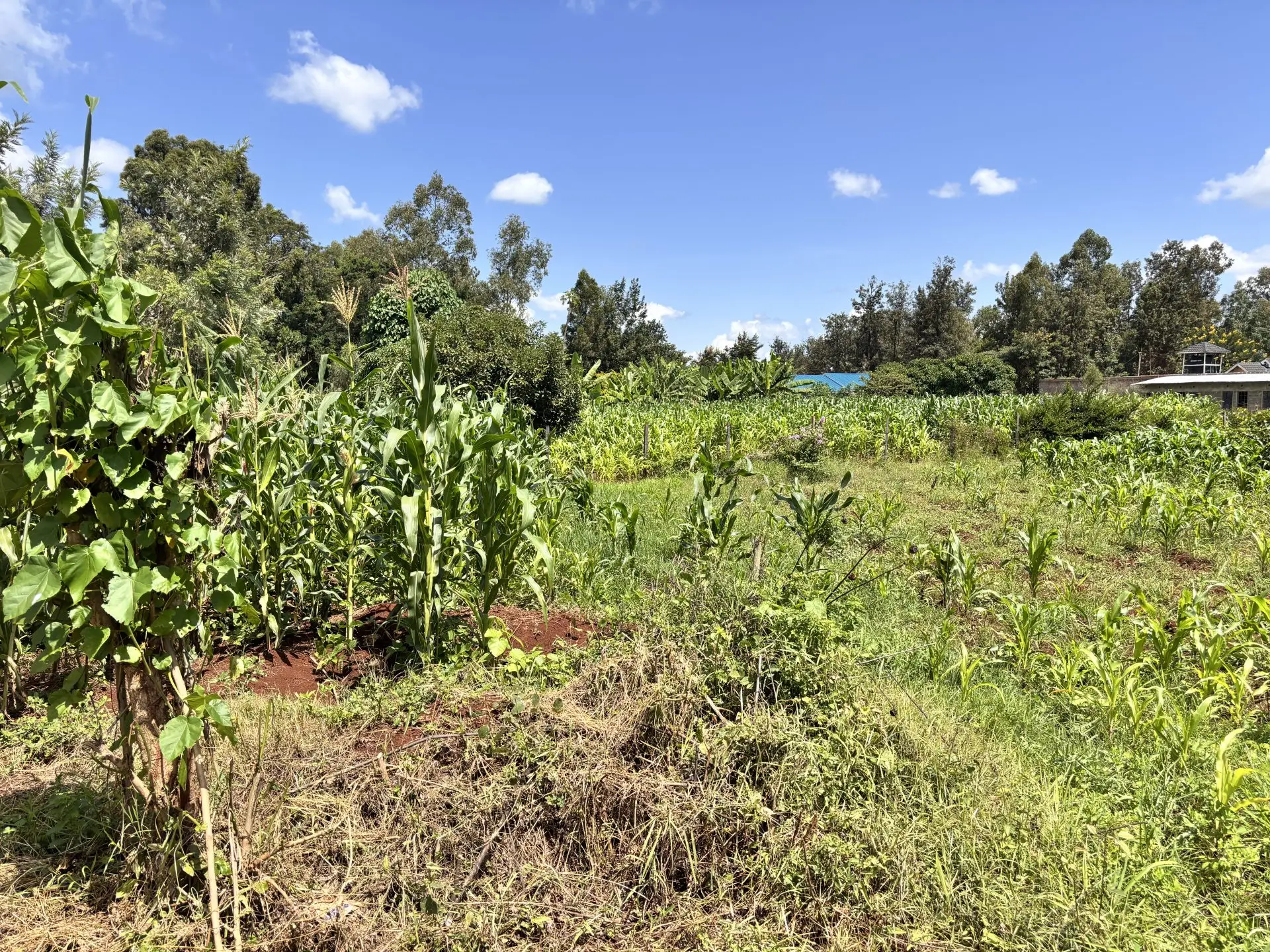 QUARTER ACRE FOR SALE IN KIMBIMBI, KEROGUYA.