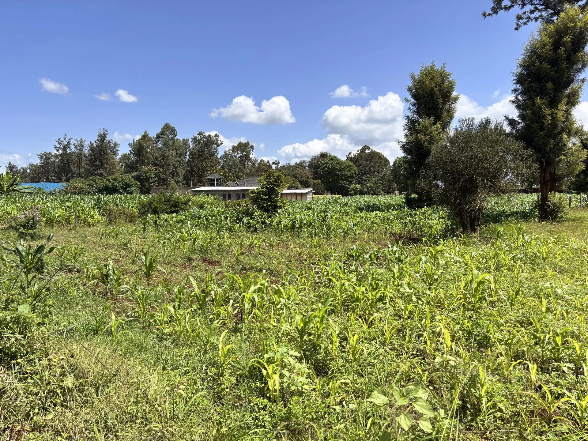 QUARTER ACRE FOR SALE IN KIMBIMBI, KEROGUYA.