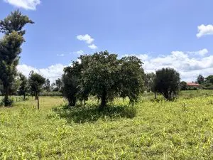 QUARTER ACRE FOR SALE IN KIMBIMBI, KEROGUYA