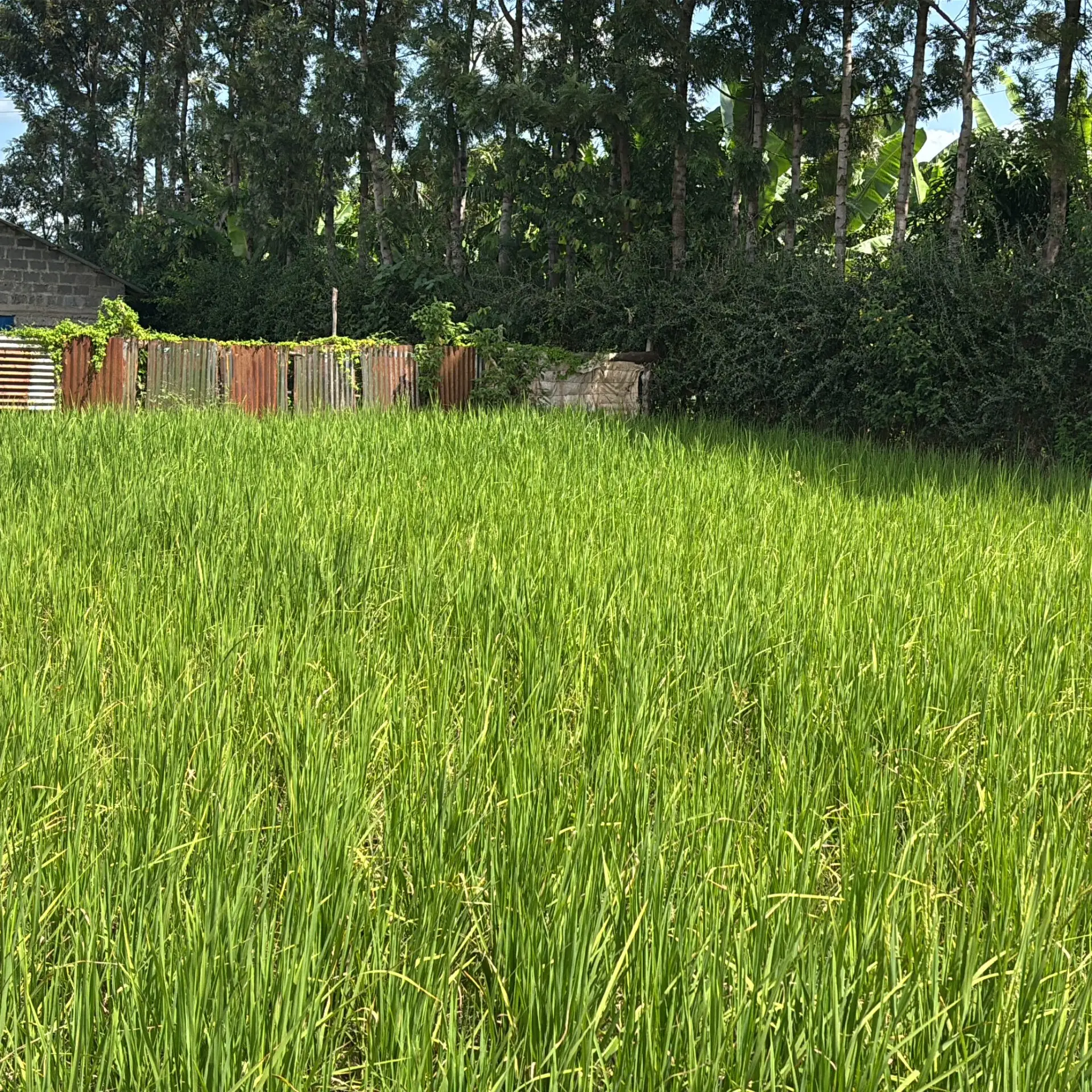1 ACRE FOR SALE IN KIRINYAGA, KIMBIMBI.