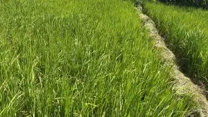 1 ACRES FOR SALE IN KIMBIMBI, KERUGOYA.