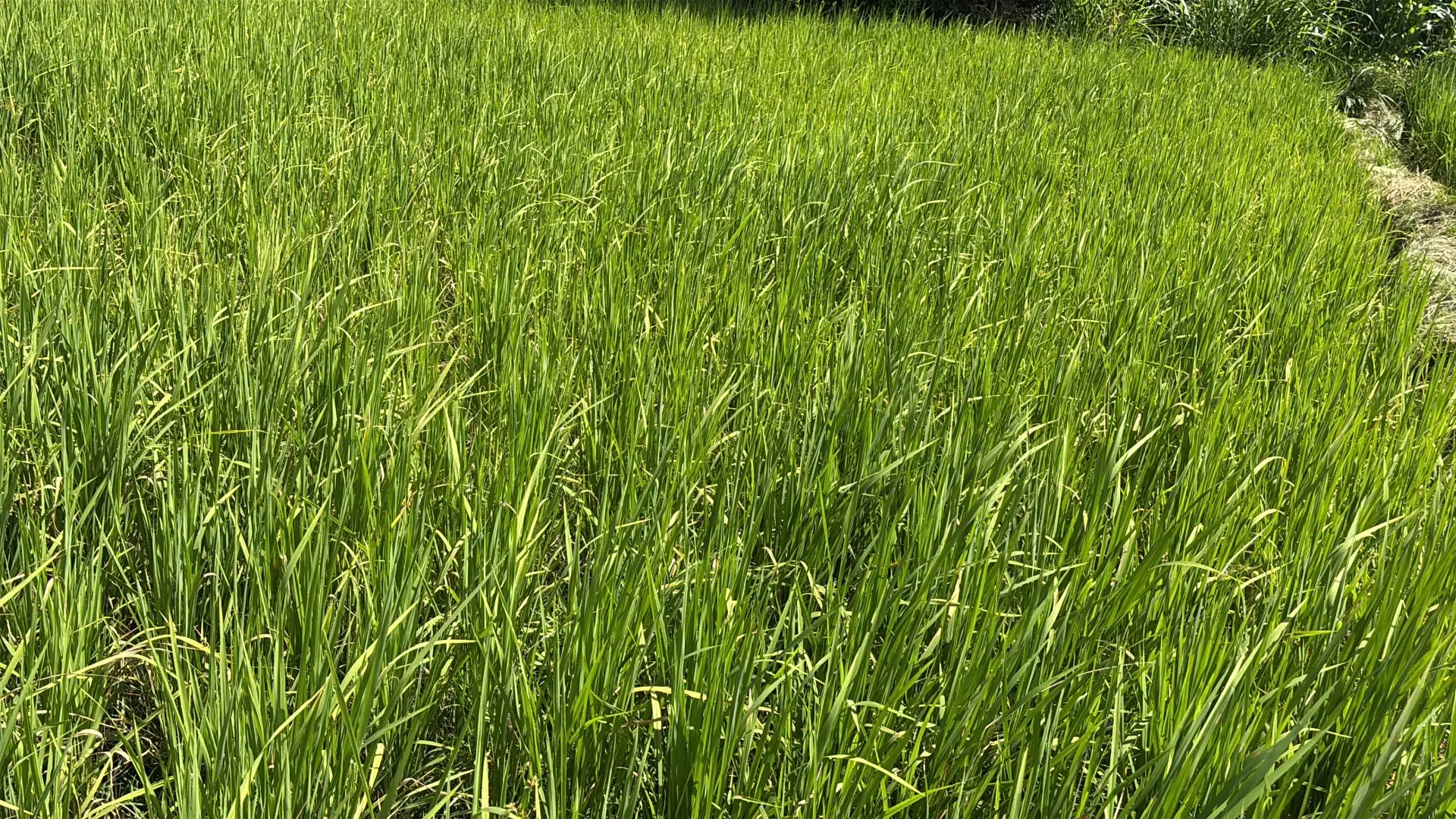 1 ACRES FOR SALE IN KIMBIMBI, KERUGOYA.
