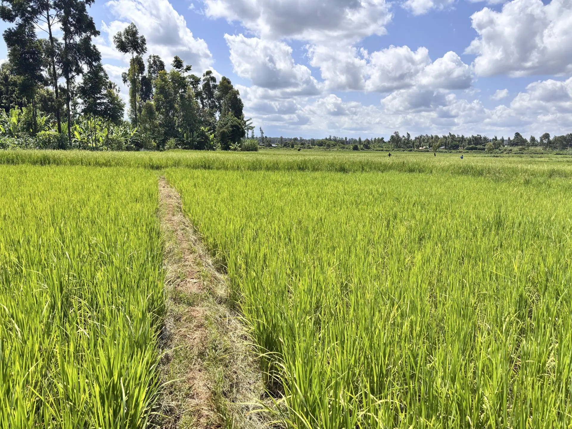 1 ACRES FOR SALE IN KIMBIMBI, KERUGOYA.