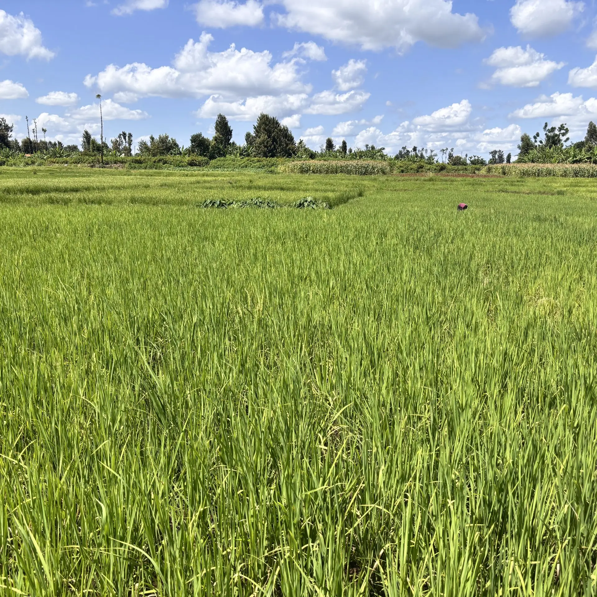 1 ACRE FOR SALE IN KIRINYAGA, KIMBIMBI.