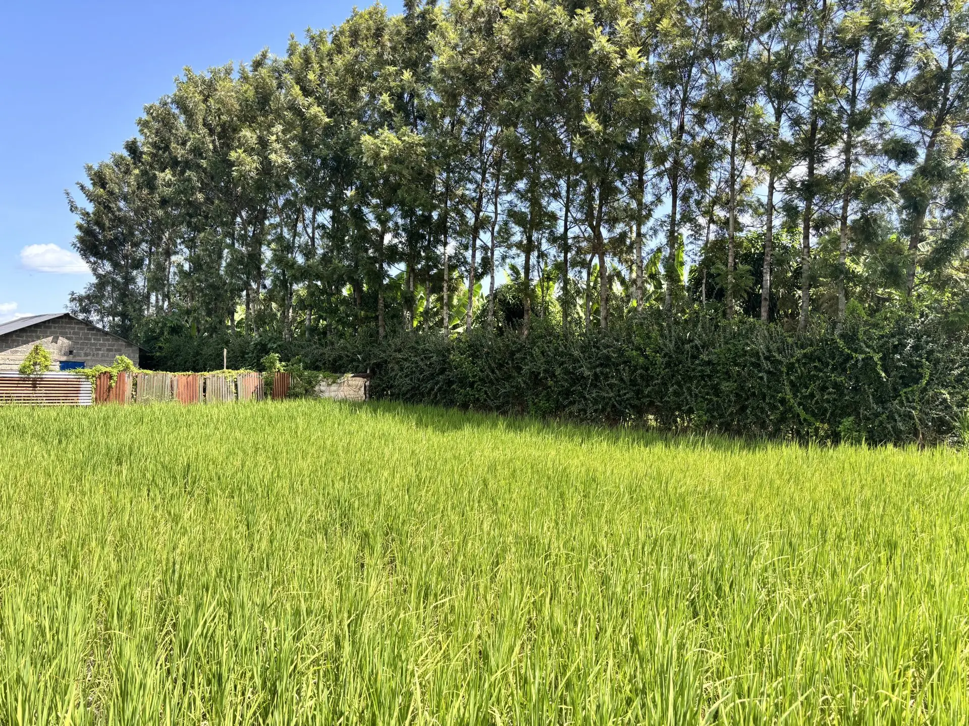 1 ACRE FOR SALE IN KIMBIMBI.