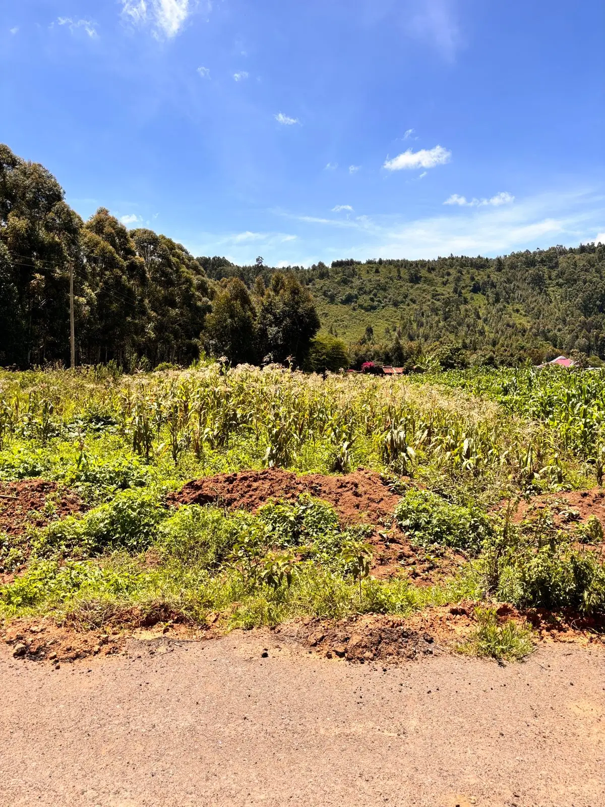 50 BY 100 PLOTS FOR SALE IN KIKUYU, THIGIO.