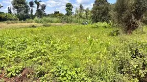 QUARTER ACRE FOR SALE IN KIRINYAGA, KIMBIMBI.