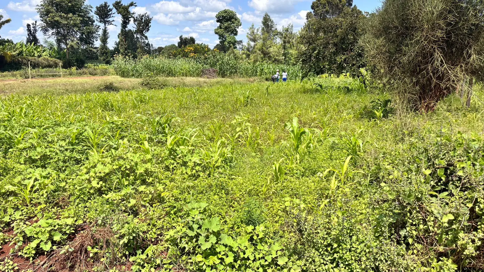 QUARTER ACRE FOR SALE IN KIRINYAGA, KIMBIMBI.