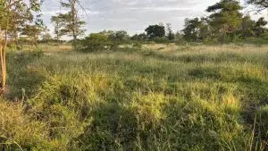 50 BY 100 PLOTS FOR SALE IN JUJA FARM.