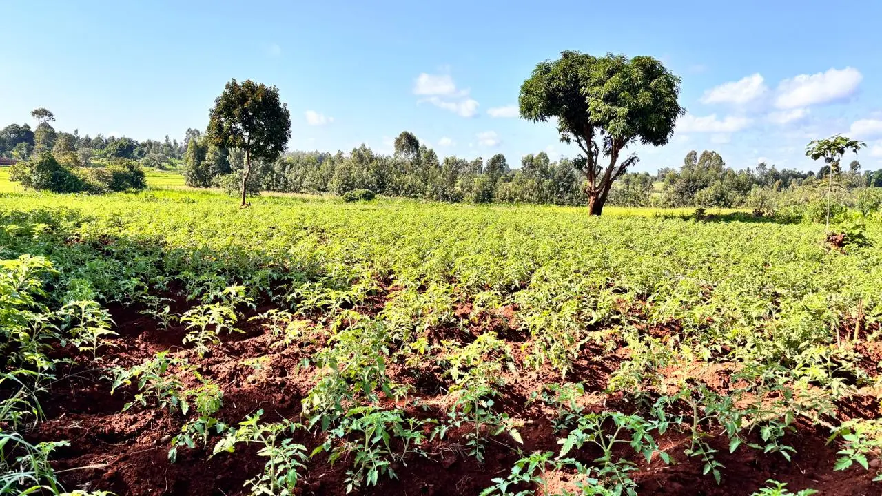 LAND FOR SALE IN KUTUS, KERUGOYA.