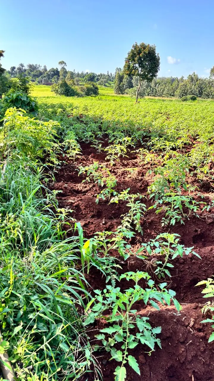 LAND FOR SALE IN KUTUS, KERUGOYA.