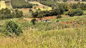 50 BY 100 PLOTS FOR SALE IN KIKUYU, THIGIO.