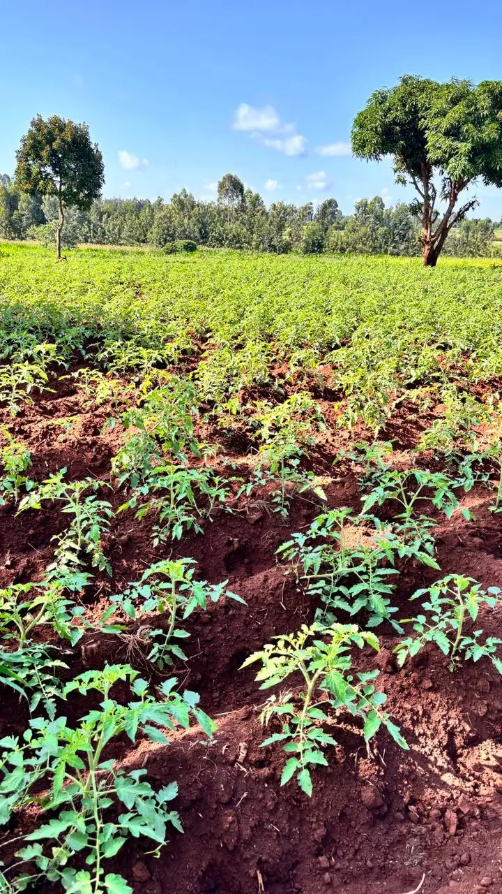 LAND FOR SALE IN KUTUS, KERUGOYA.