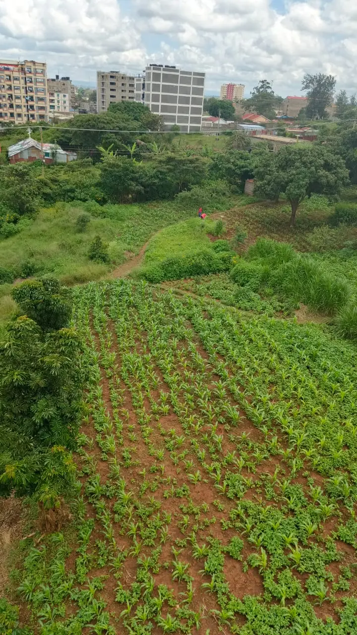 40 BY 60 PLOTS FOR SALE IN JUJA, GWA KAIRU.