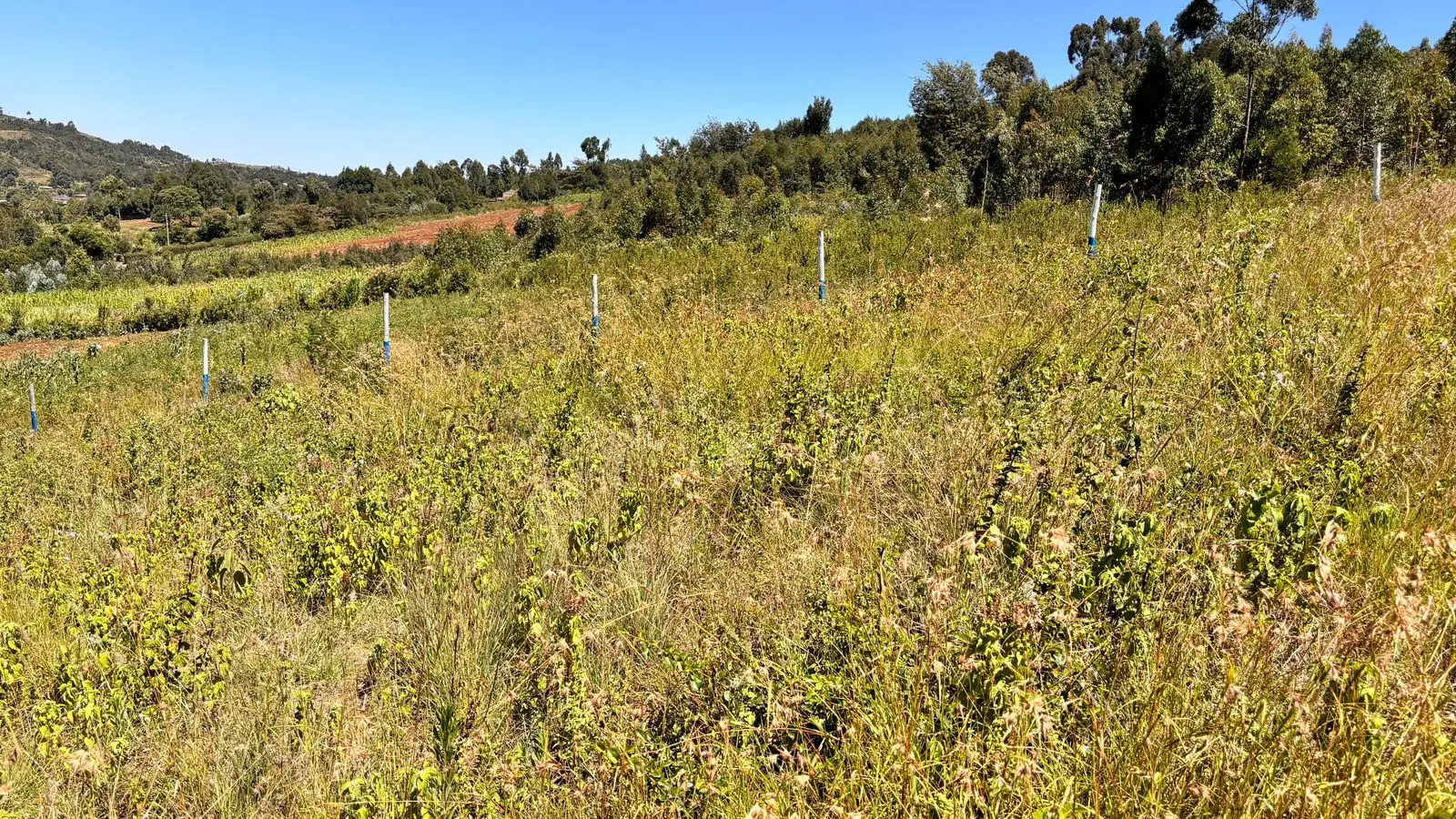 50 BY 100 PLOTS FOR SALE IN KIKUYU, THIGIO.