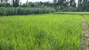 1 ACRE FOR SALE IN KIRINYAGA, KIMBIMBI.