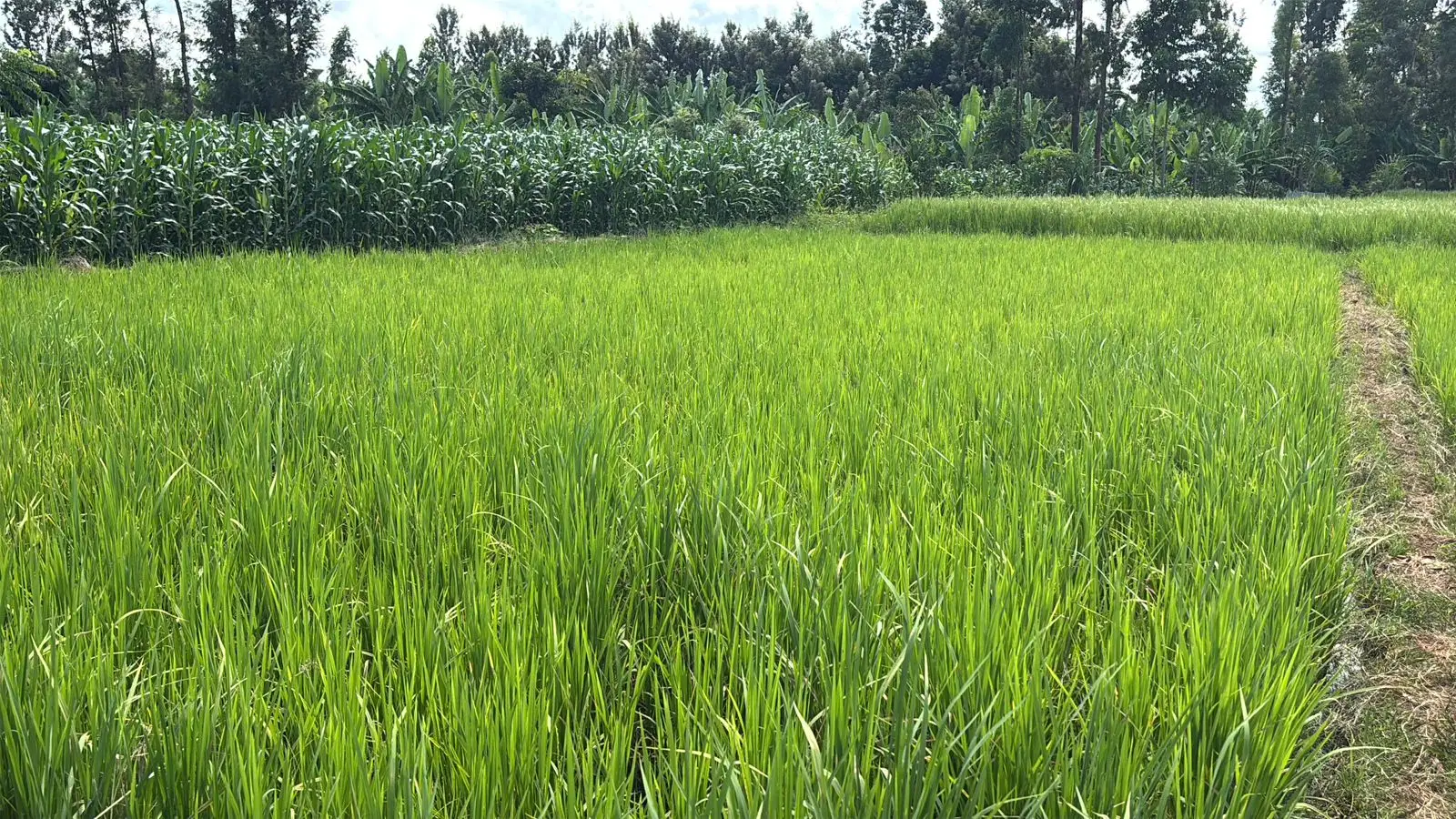 1 ACRE FOR SALE IN KIRINYAGA, KIMBIMBI.