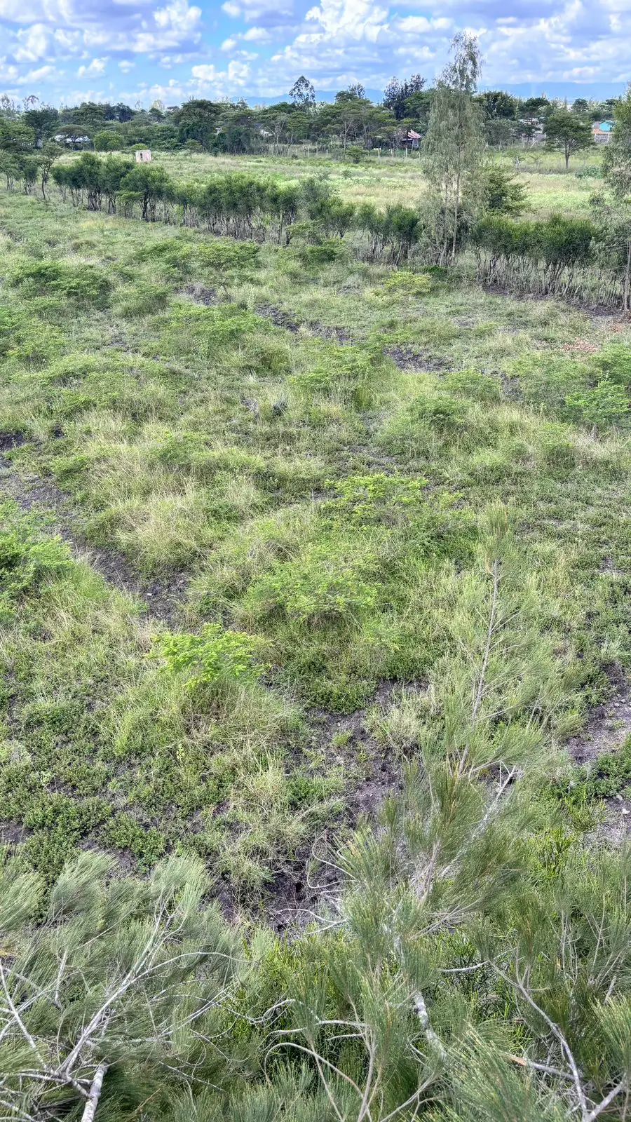 50 BY 100 PLOTS FOR SALE IN JUJA FARM.