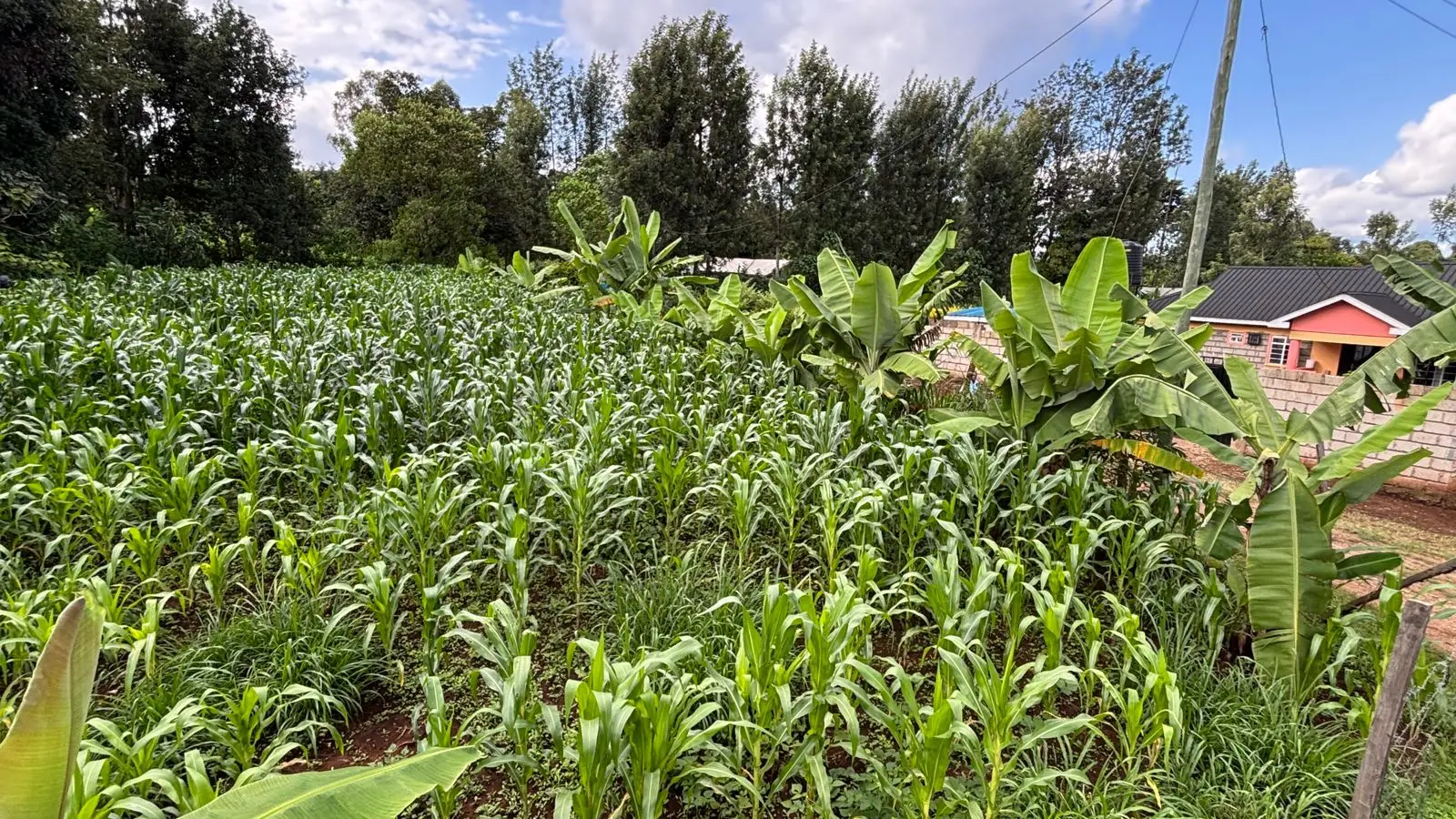 1 ACRE FOR SALE IN KIRINYAGA, KIRUGOYA.
