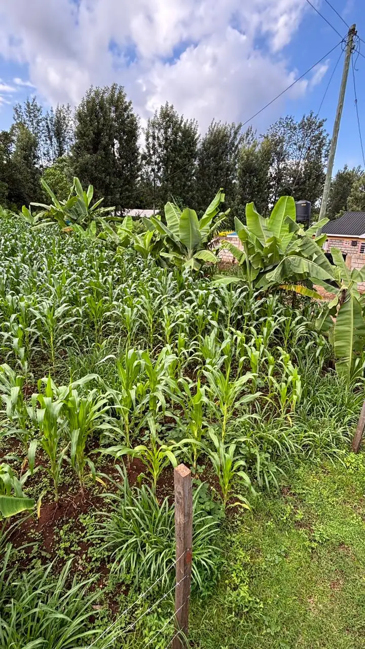 QUARTER ACRE FOR SALE IN KIRINYAGA, KIRUGOYA.