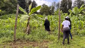 QUARTER ACRE FOR SALE IN KIRUGOYA.