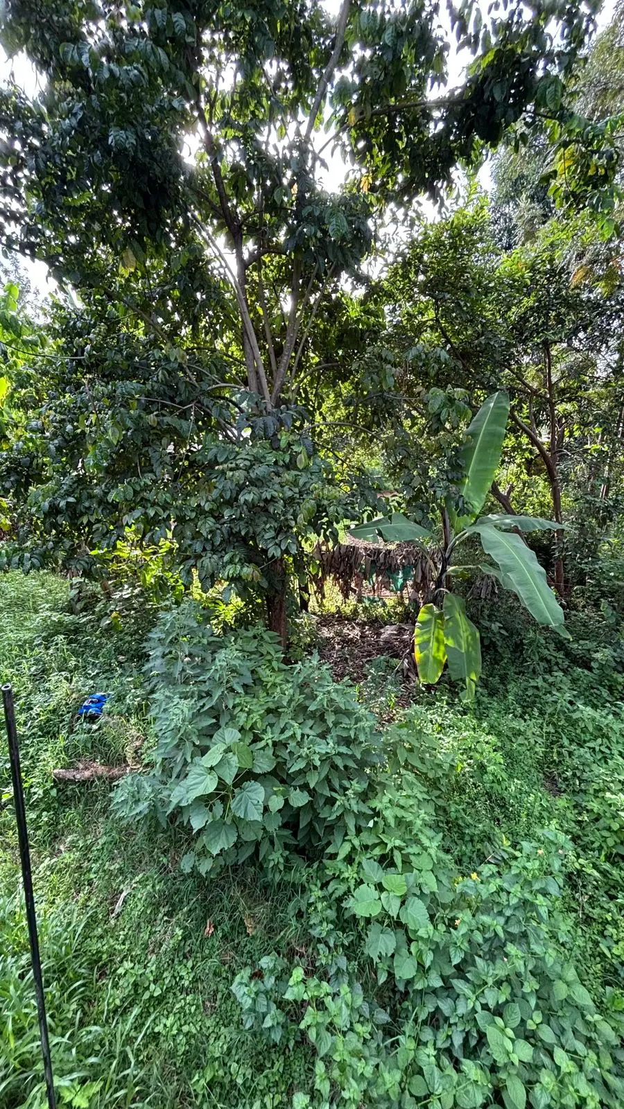 QUARTER ACRE FOR SALE IN KIRINYAGA, KIRUGOYA.