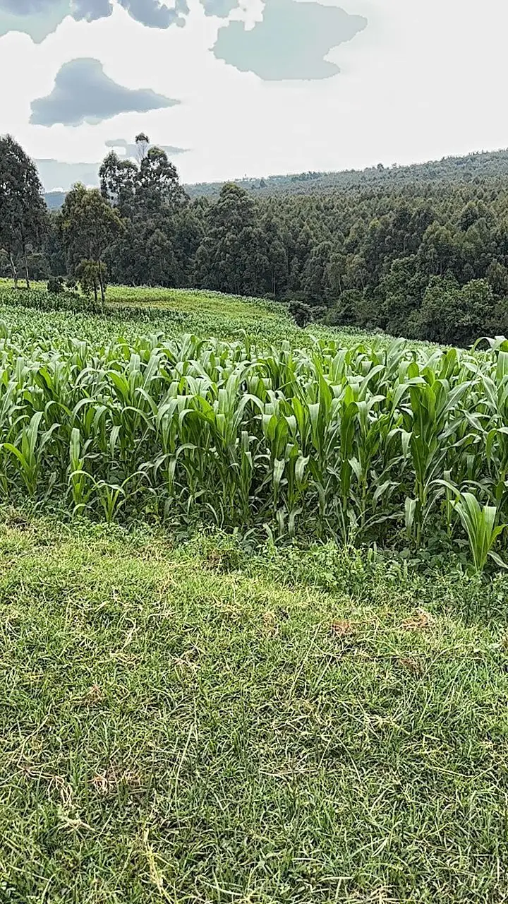 LAND FOR SALE IN NYAHURURU, IGWAMITI.