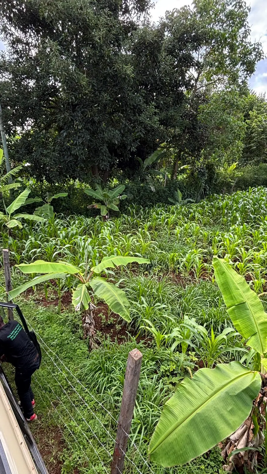 1 ACRE FOR SALE IN KIRINYAGA, KIRUGOYA.