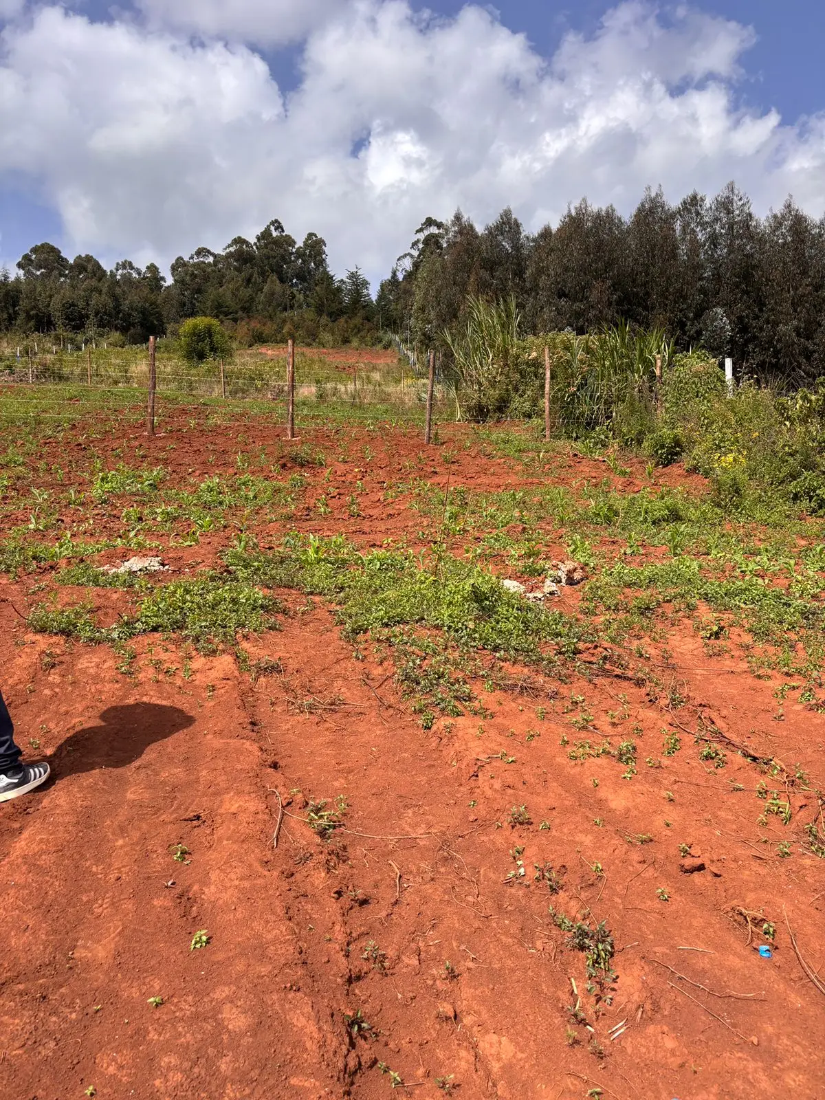 50 BY 100 PLOTS FOR SALE IN KIKUYU, THIGIO.