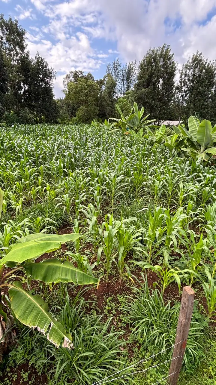 QUARTER ACRE FOR SALE IN KIRINYAGA, KIRUGOYA.