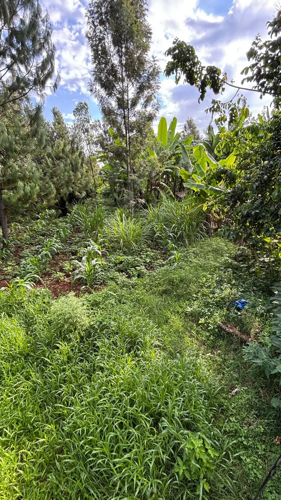 QUARTER ACRE FOR SALE IN KIRUGOYA.