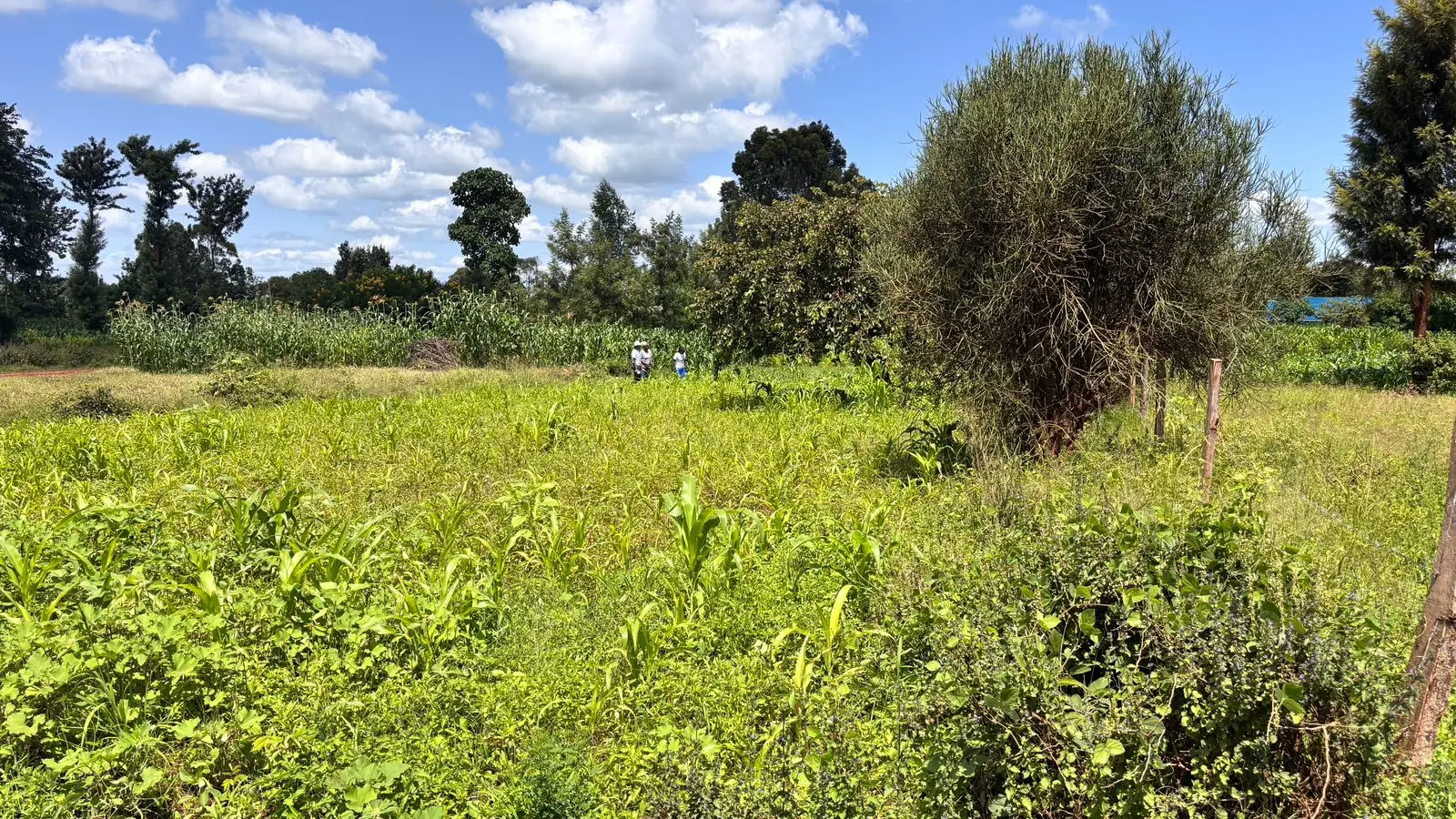 QUARTER ACRE FOR SALE IN KIMBIMBI.