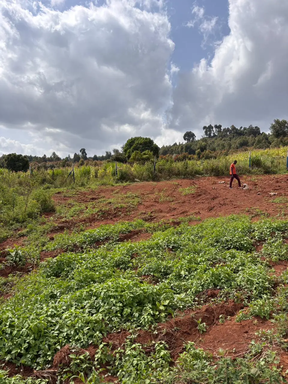 50 BY 100 PLOTS FOR SALE IN KIKUYU, THIGIO.