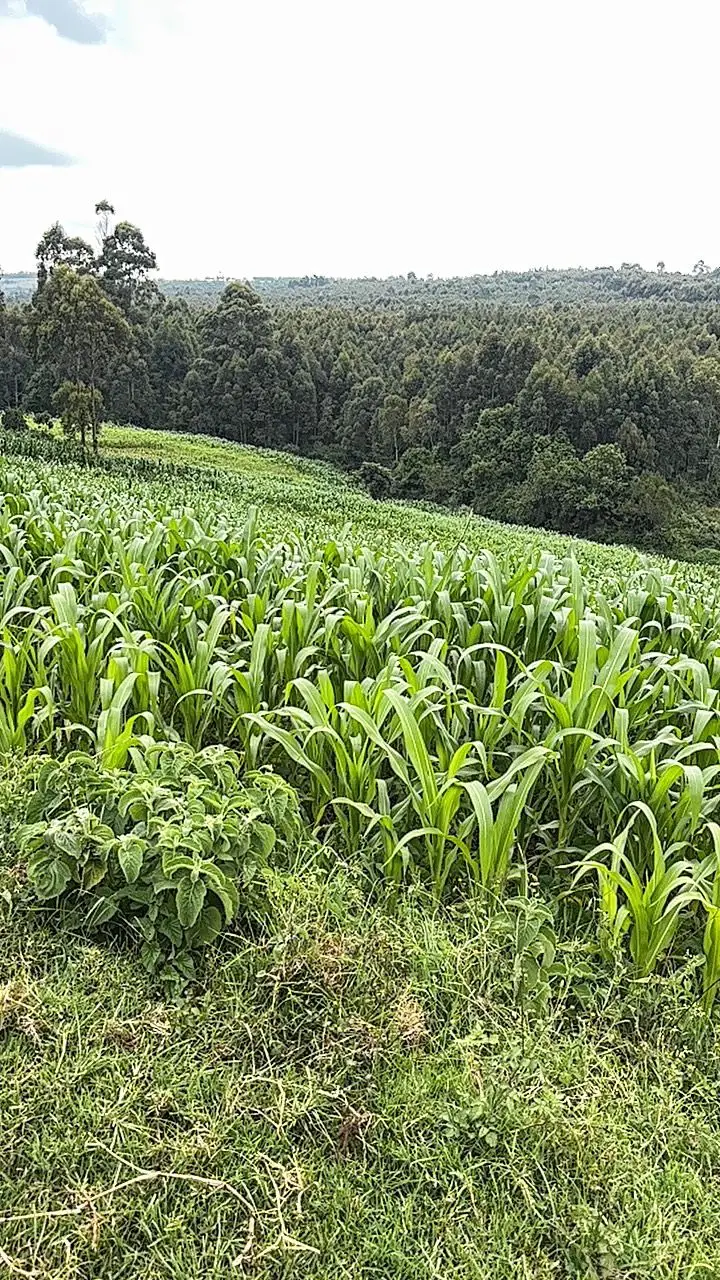 LAND FOR SALE IN NYAHURURU, IGWAMITI.