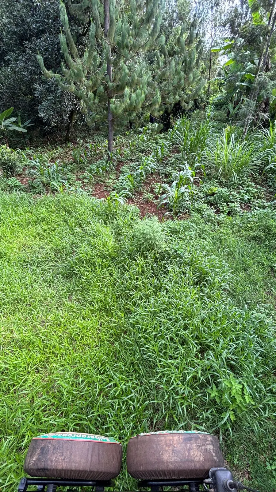 QUARTER ACRE FOR SALE IN KIRINYAGA, KIRUGOYA.
