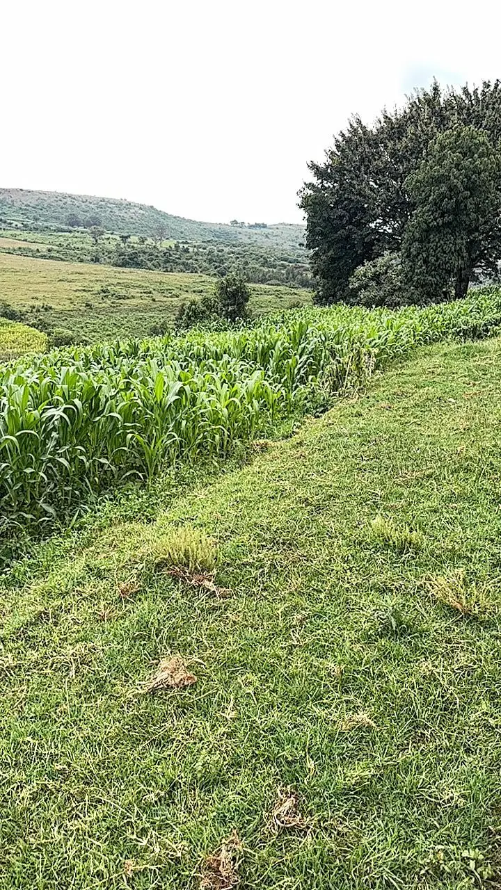 13 ACRES FOR SALE IN LAIKIPIA WEST, IGWAMITI SALAMA.