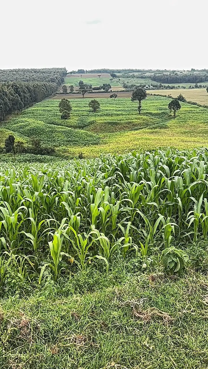 13 ACRES FOR SALE IN LAIKIPIA WEST, IGWAMITI SALAMA.