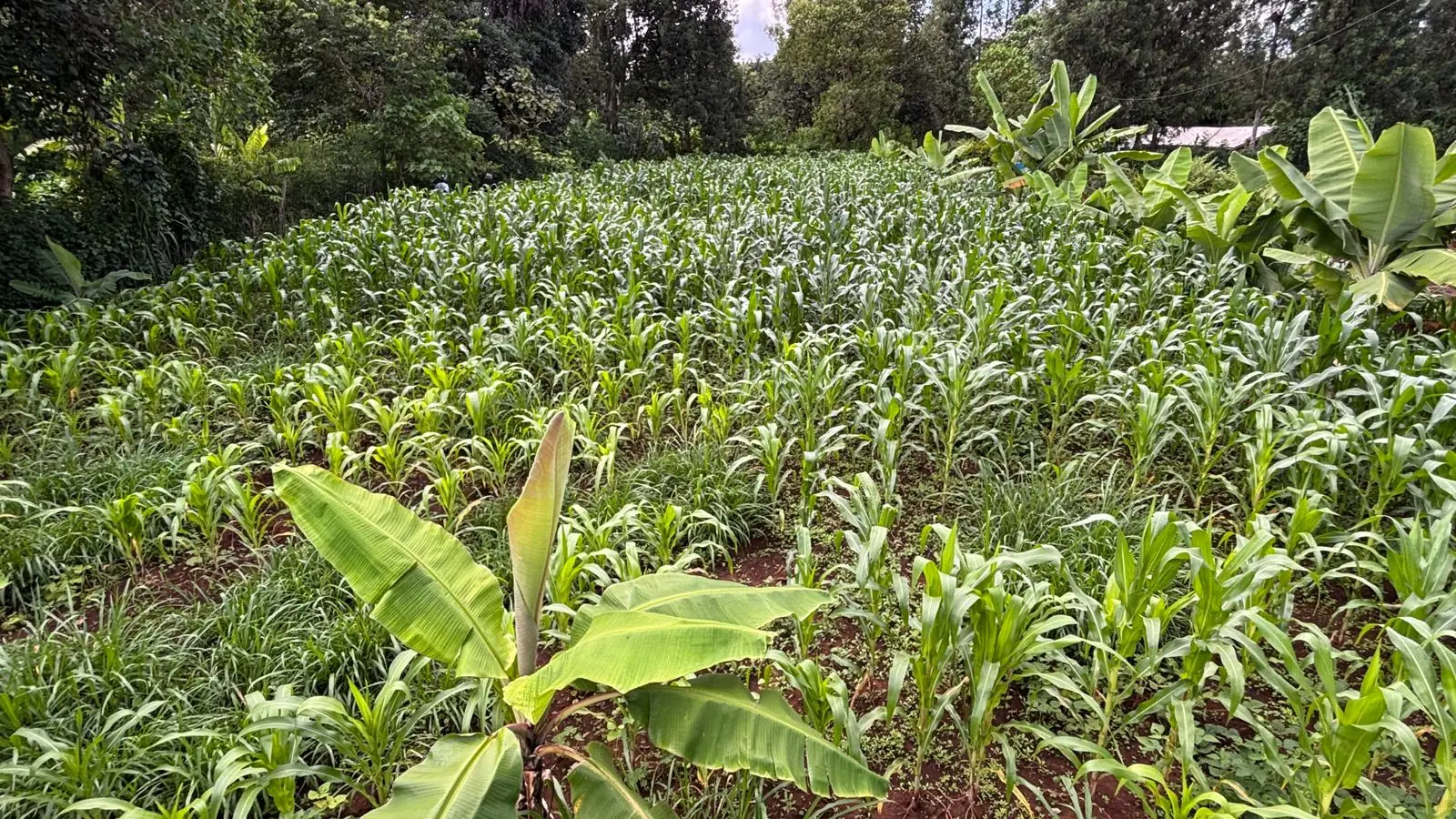 1 ACRE FOR SALE IN KIRINYAGA, KIRUGOYA.