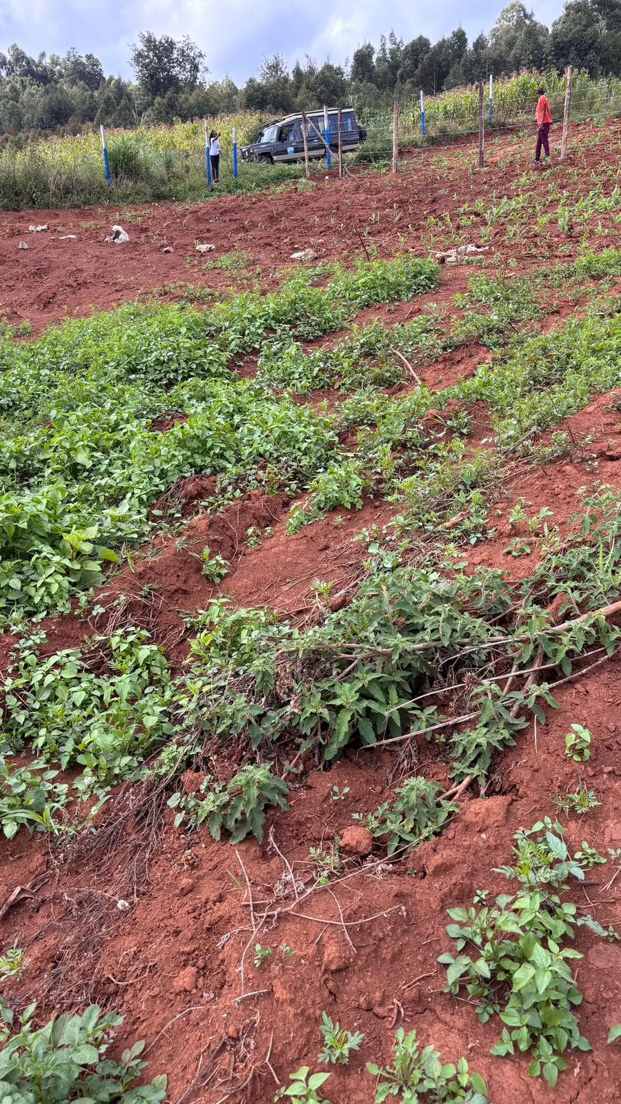 50 BY 100 PLOTS FOR SALE IN KIKUYU, THIGIO.