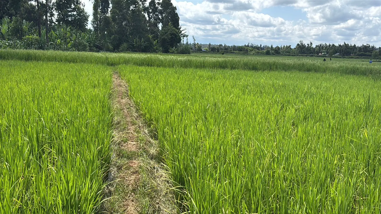 1 ACRE FOR SALE IN KIRINYAGA, KIMBIMBI.