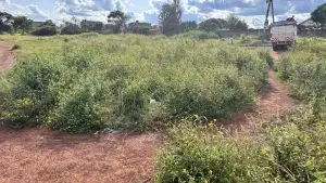 PLOTS FOR SALE IN JUJA FARM.