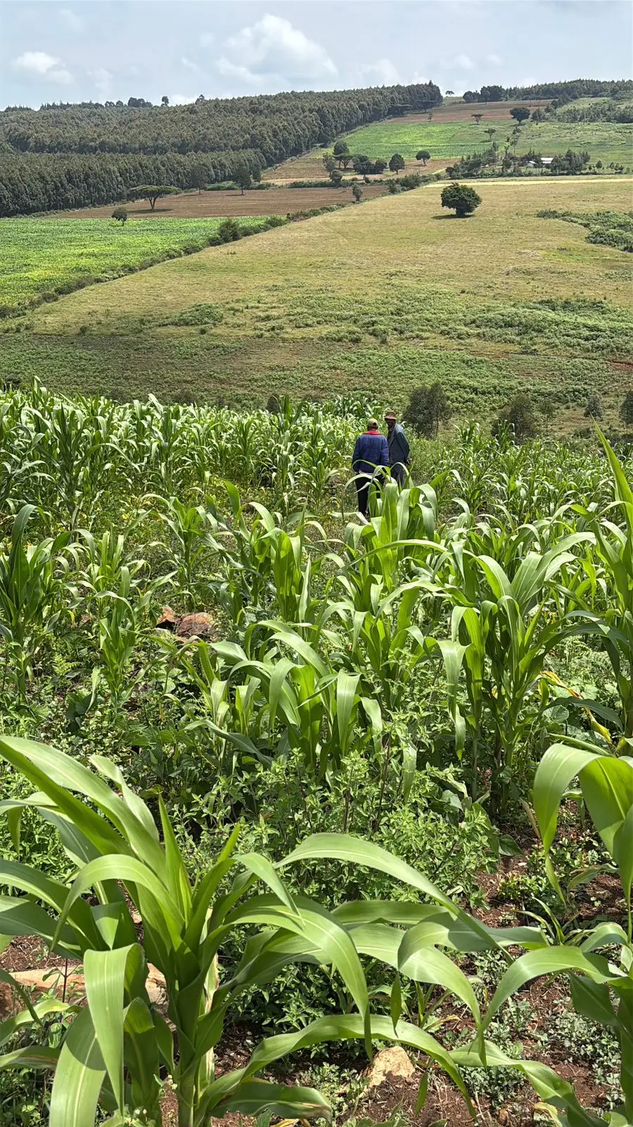 13 ACRES FOR SALE IN LAIKIPIA WEST, IGWAMITI SALAMA.