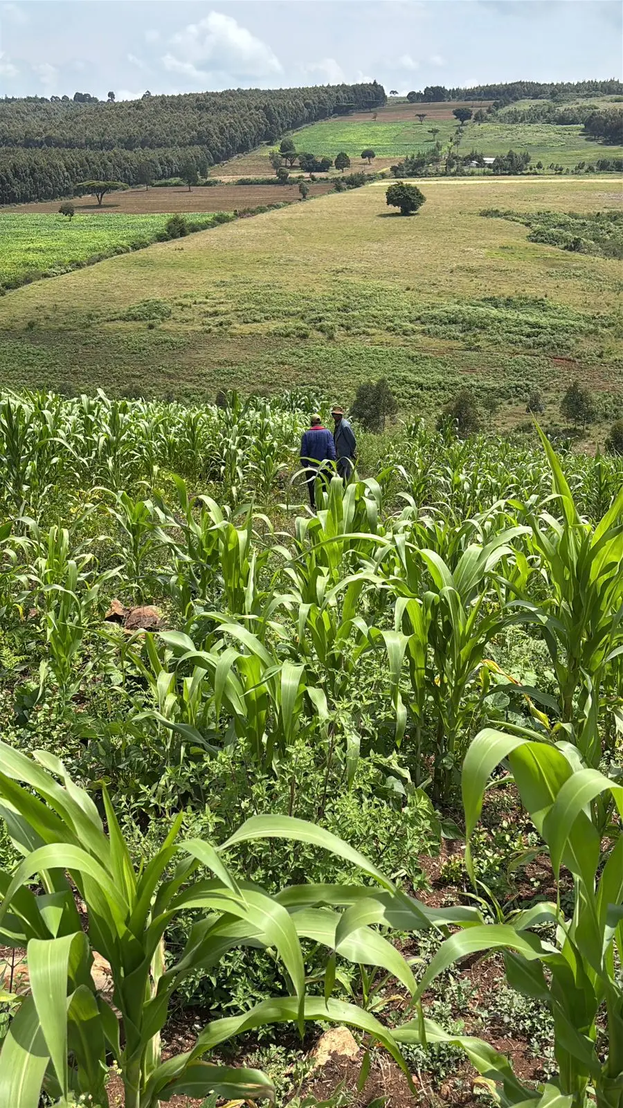 LAND FOR SALE IN NYAHURURU, IGWAMITI.