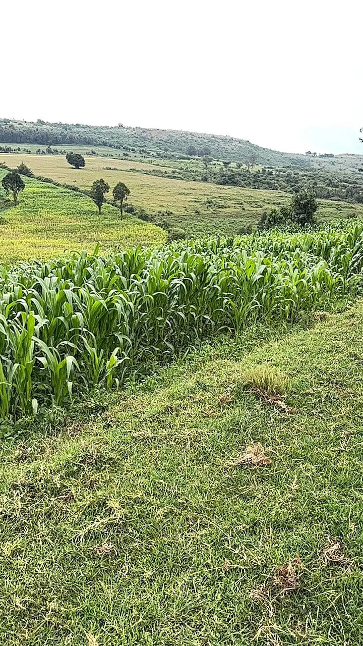 LAND FOR SALE IN NYAHURURU, IGWAMITI.