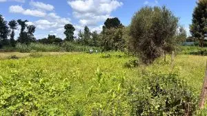 QUARTER ACRE FOR SALE IN KIMBIMBI.