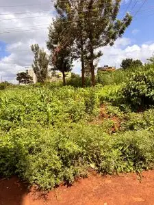 40 BY 80 PLOTS FOR SALE IN JUJA, GWA KAIRU.