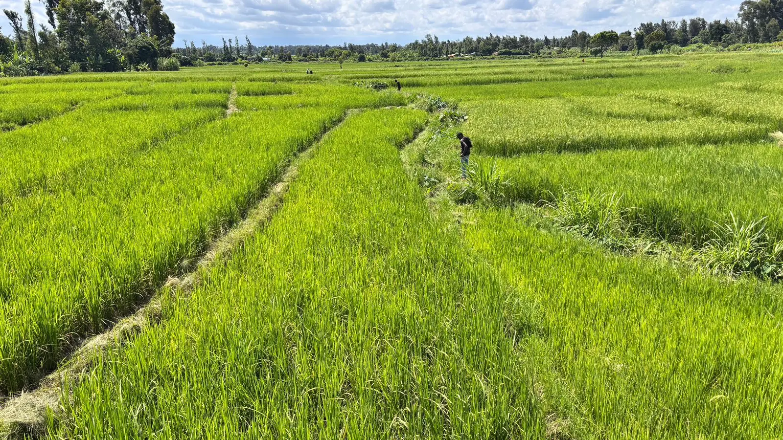 1 ACRE FOR SALE IN KIRINYAGA, KIMBIMBI.