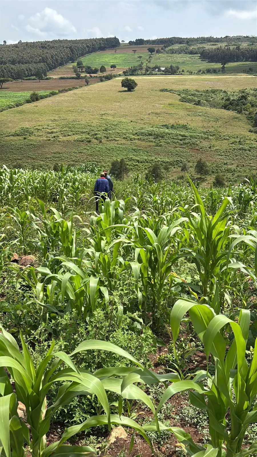 LAND FOR SALE IN NYAHURURU, IGWAMITI.
