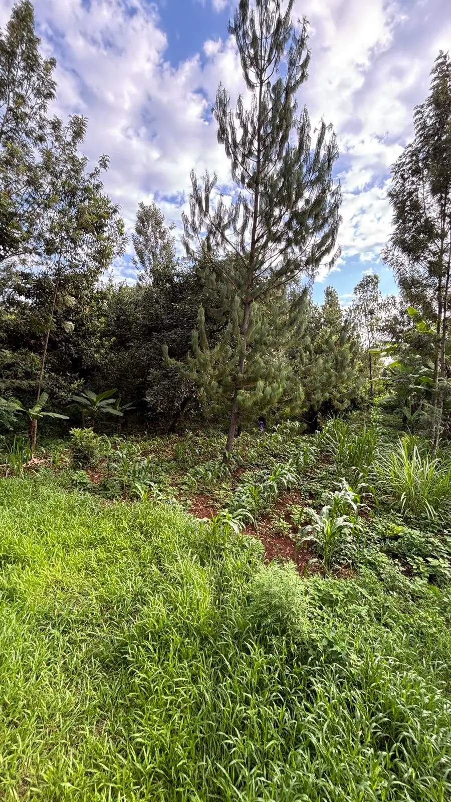 QUARTER ACRE FOR SALE IN KIRUGOYA.