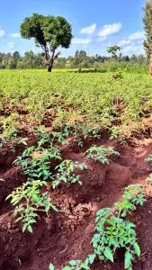 LAND FOR SALE IN KUTUS, KERUGOYA.